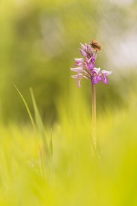 Auf der Orchideenwiese