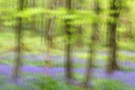 Frühlingskringel im Hasenglöckchenwald