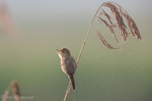 Der kleine, grosse Sänger