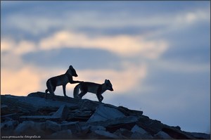 Abends im Dovrefjell