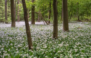 Im Bärlauchwald