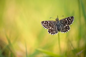 Kleiner Würfel-Dickkopffalter (Pyrgus malvae)