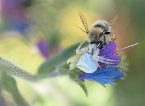 Krabbenspinne (Thomisus onustus) mit Biene