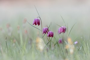 Schachbrettblume (Fritillaria meleagris)