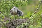 Security - Graureiher (Ardea cinerea)