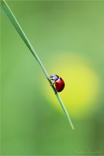 kleiner Glückskäfer