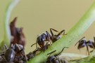 Ameisen beim Melken von Läusen