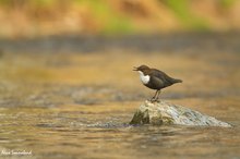 wasseramsel auf der bühne