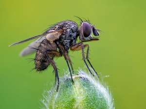 blot een Fleeg