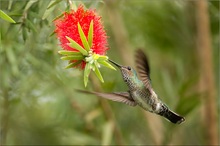 Grünstirn-Brillantkolibri 2