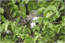 Steinkauzpaar (Athene noctua)