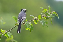 eine Bachstelze