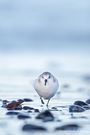 SANDERLING