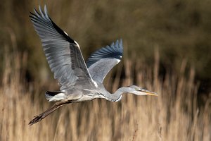 Graureiher im Flug