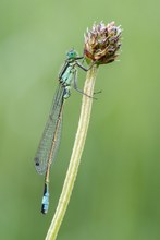 Kleinlibelle von heute morgen