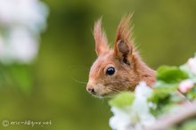 Apfel-Hörnchen