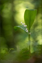 ~ lily of the valley ~