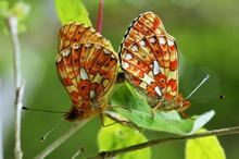 Silberfleck-Perlmutterfalter (Boloria euphrosyne)