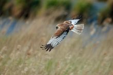 Rohrweihe im Suchflug