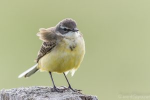 Im Winde leicht verweht