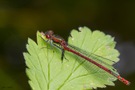 Adonislibelle