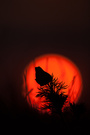 Adonis in Fire!