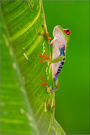 Rotaugenlaubfrosch