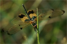 Rhyothemis phyllis