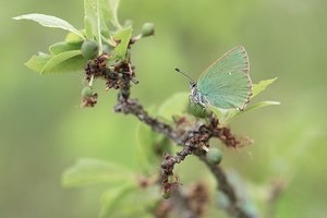 grüner Brombeeerzipfelfalter