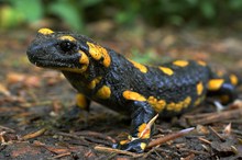 Salamander hautnah mit 35mm (ca. 50 FF)
