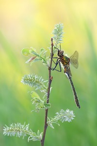 Falkenlibellen