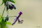 Unbekannte Blume