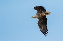 Seeadler