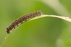 Ringelspinnerraupe (Malacosoma neustria)