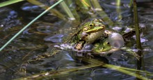 Froschhochzeit