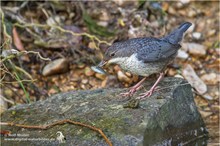 Wasseramsel (Cinclus cinclus) Jungvogel mit Fischchen