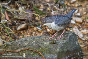 Wasseramsel (Cinclus cinclus) Jungvogel mit Fischchen