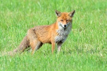 Fuchs