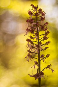 Orchis militaris