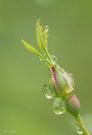 Wildrose