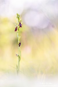 Fliegen-Ragwurz (Ophrys insectifera)