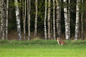 Am Birkenwald