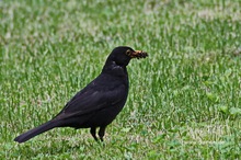 Amsel auf Futtersuche