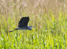 Graureiher im Flug