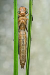 Scarce Chaser