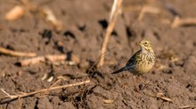 Wiesenpieper ohne Wiese