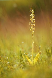 Großes Zweiblatt (Listera ovata)