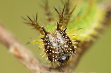 Kleiner Eisvogel, Limenitis camilla, Portrait der Raupe