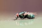 Schmeißfliege