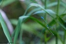 Hufeisen-Azurjungfer (Coenagrion puella)
